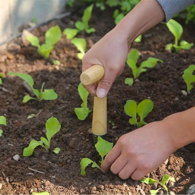 New Plant Fruit Tree Seedling  - مراجعة Vegetable Transplanter وسعره