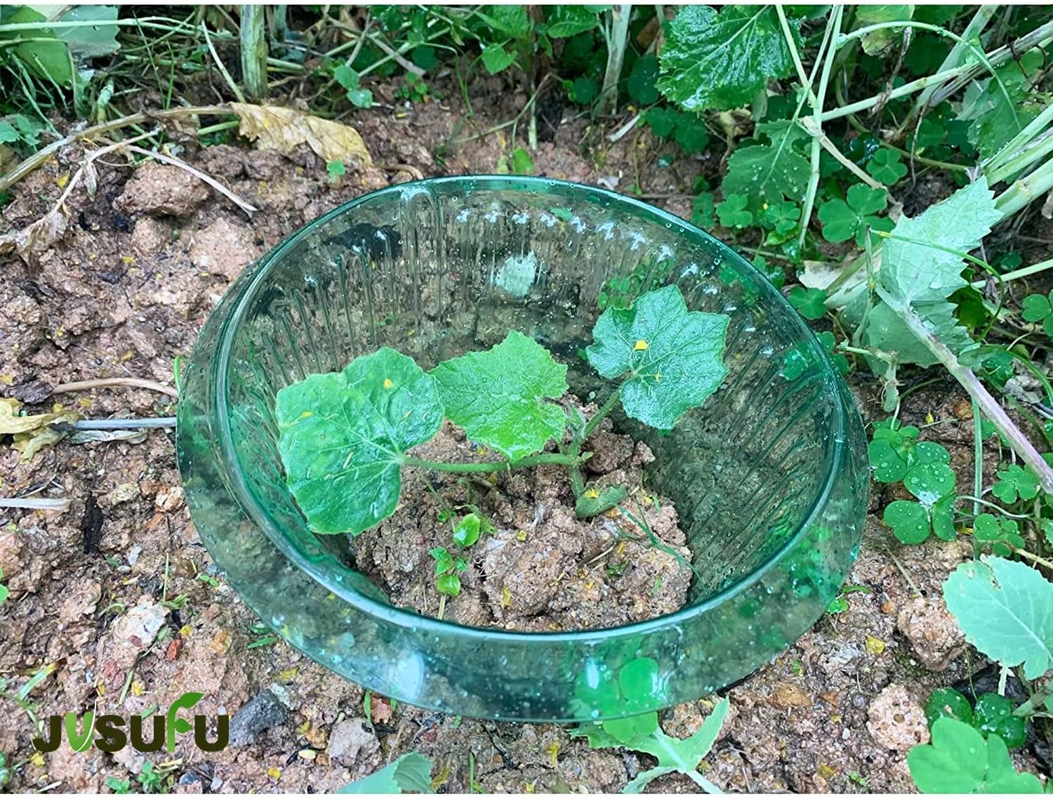 1/30pcs Plants Slug Protection - مراجعة Vegetable Transplanter وسعره